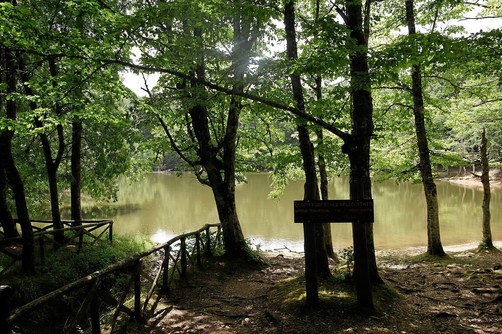 Alti faggi della Foresta Umbra con la luce che filtra fra i tronchi lungo un sentiero del Parco Nazionale del Gargano.