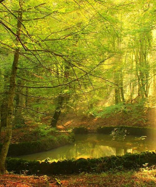 Foresta-Umbra